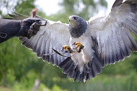 grijze arendbuizerd (Geranoaetus melanoleucus) 6-2016 1343
